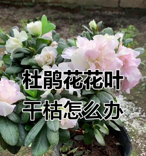 杜鹃花在夏天死亡的原因是什么？