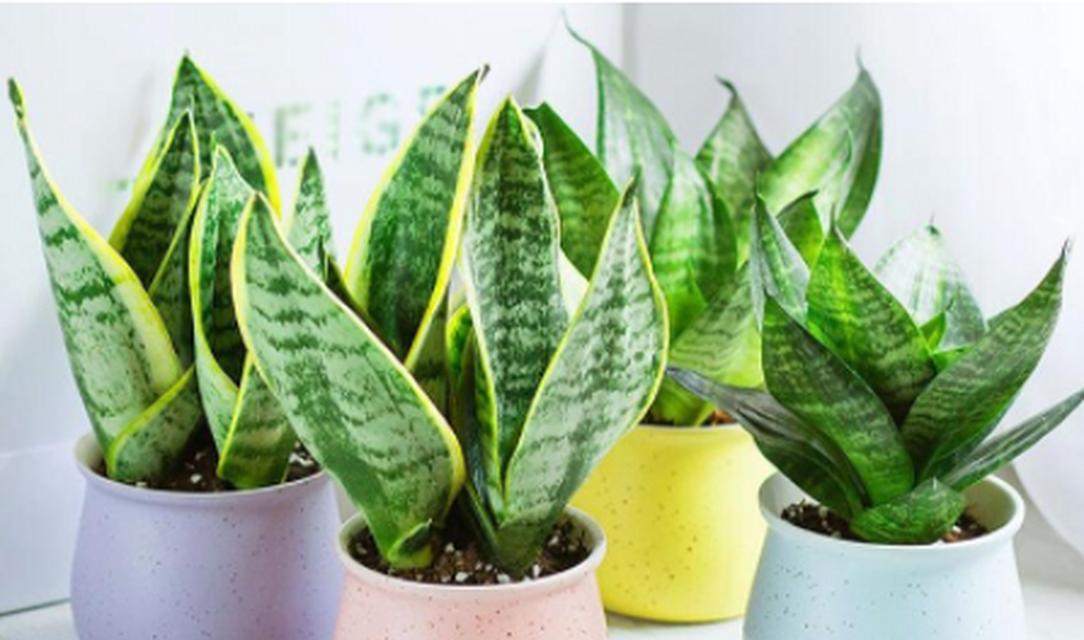 植物吸收甲醛的原理是什么？