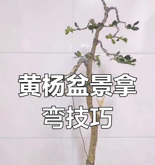 盆景造型设计的基本技巧和步骤是什么？