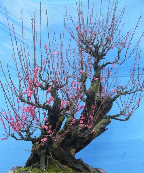 如何选择优质的梅花盆景？