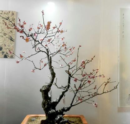 如何选择优质的梅花盆景？
