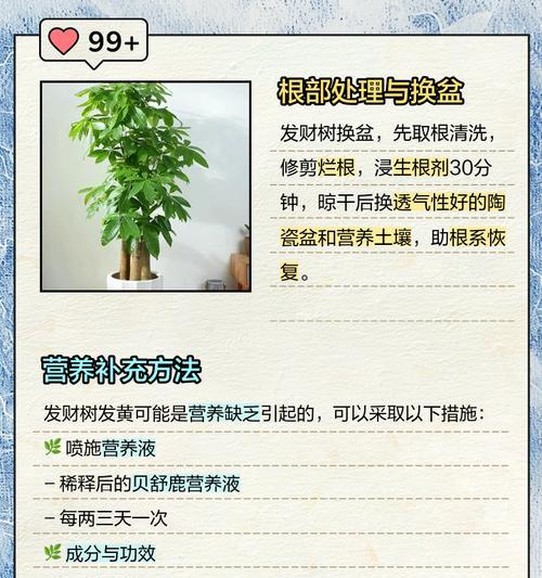 发财树叶子发黄的原因及处理方法是什么？