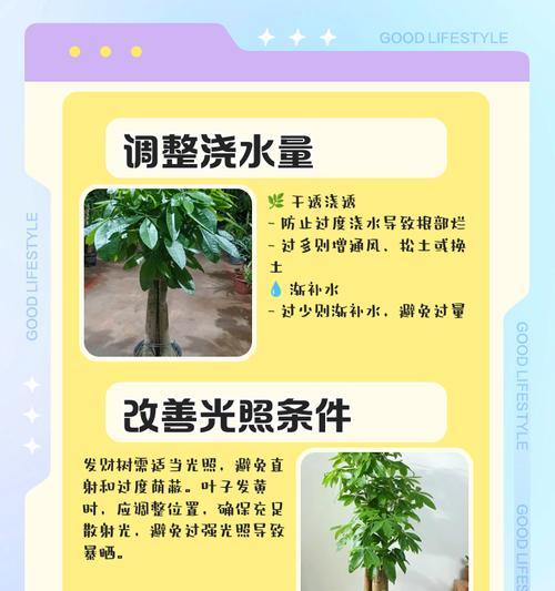 发财树叶子发黄的原因及处理方法是什么？