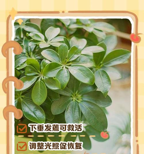 植物蔫了怎么恢复？植物叶子发蔫的原因是什么？