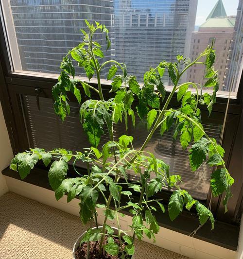 植物蔫了怎么恢复？植物叶子发蔫的原因是什么？