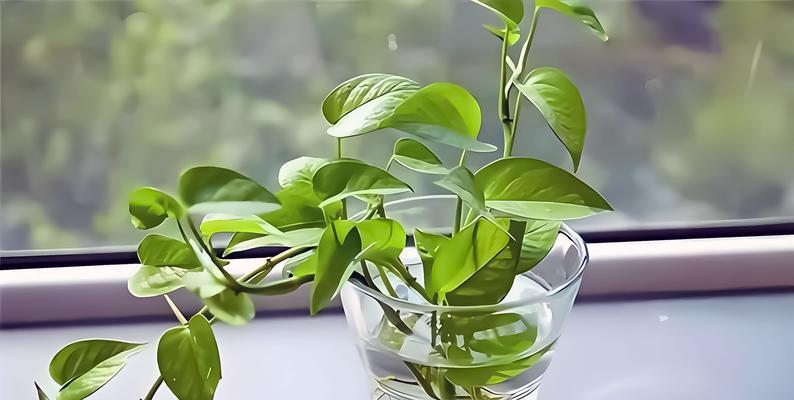 植物叶片变黑的可能原因及解决办法是什么？