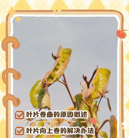 植物叶片变黑的可能原因及解决办法是什么？
