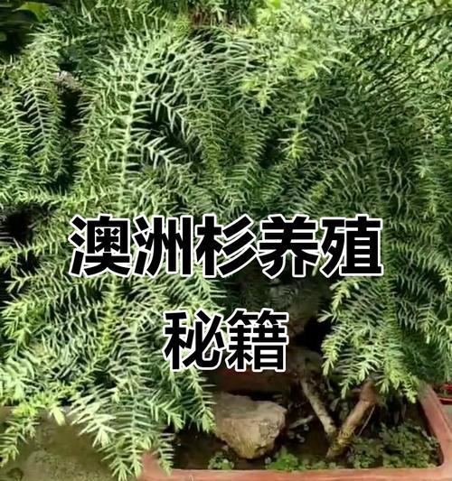 欧洲杉盆景怎么养？欧洲杉盆景的养护方法和注意事项是什么？
