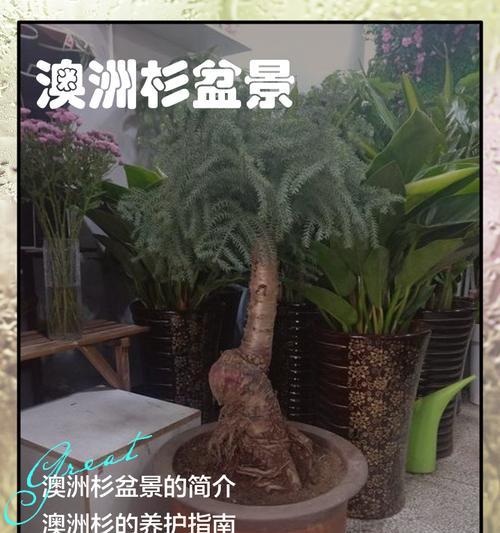 欧洲杉盆景怎么养？欧洲杉盆景的养护方法和注意事项是什么？