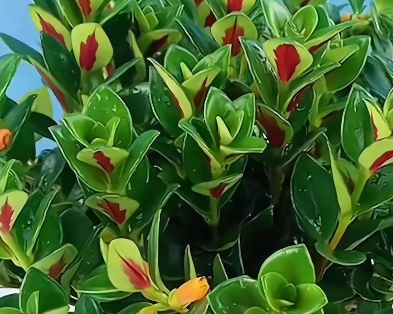 金鱼吊兰开花的条件是什么？如何养护？