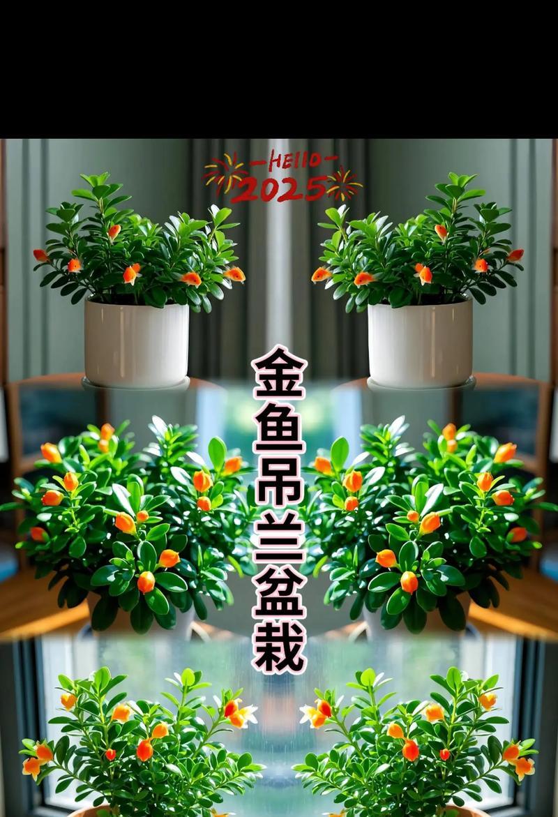 金鱼吊兰开花的条件是什么？如何养护？