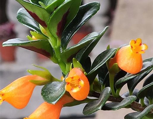 金鱼吊兰开花了吗？花期和养护要点！
