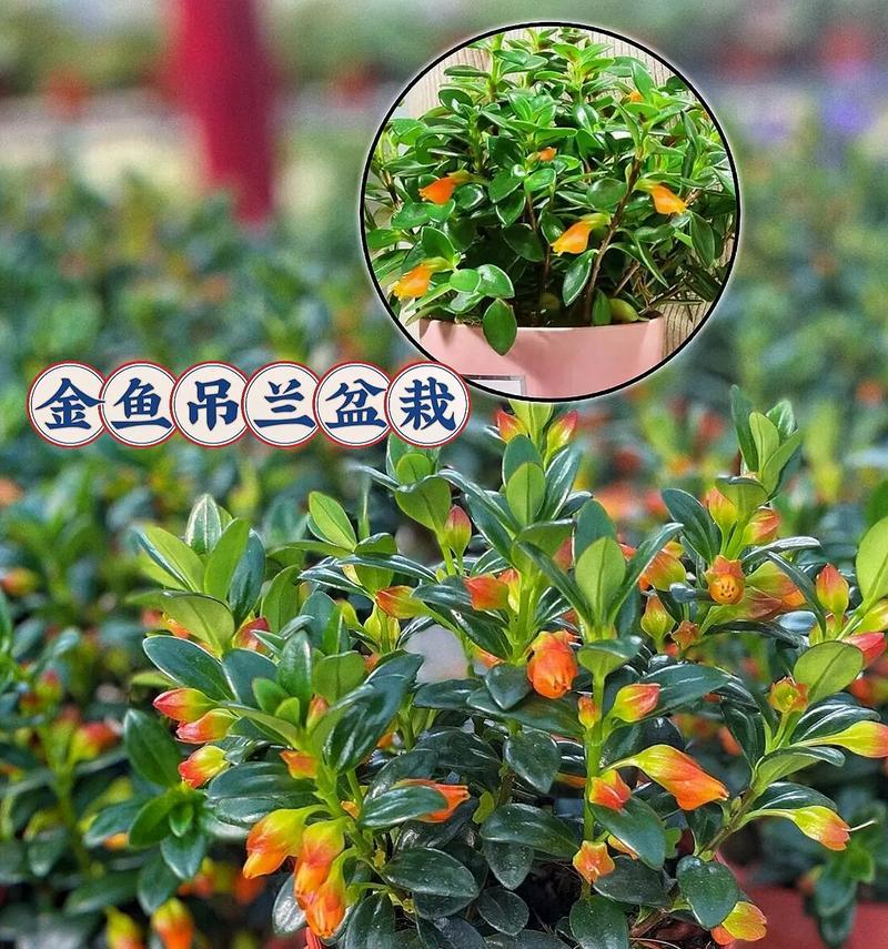 金鱼吊兰开花了吗？花期和养护要点！