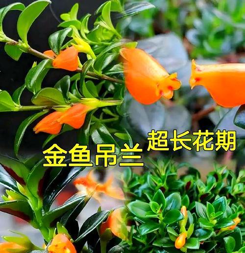 金鱼吊兰开花了吗？花期和养护要点！