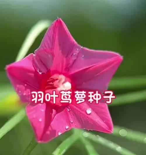 茑萝花种子播种的正确步骤是什么？