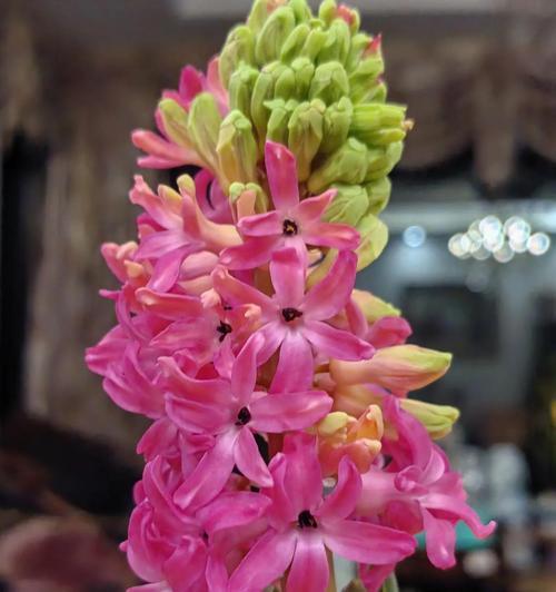 风信子花后处理方法有哪些？