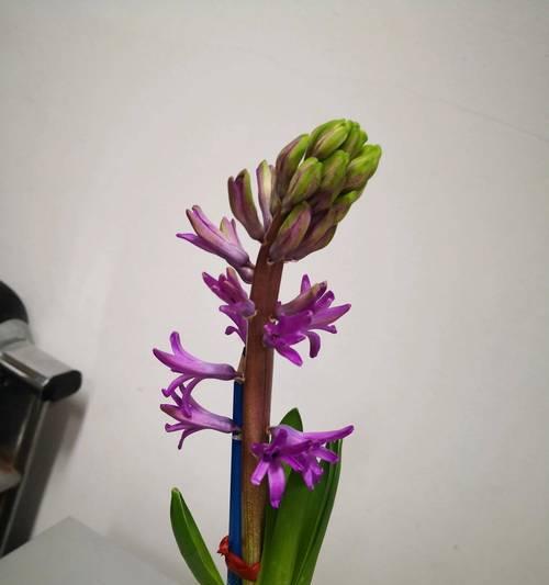 风信子花后处理方法有哪些？