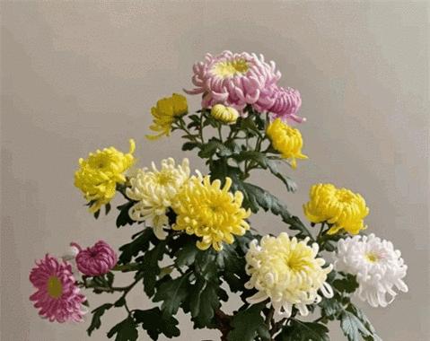 菊花老桩培育的步骤和技巧是什么？