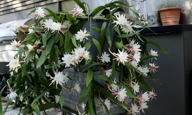 昙花养殖的正确方法和注意事项是什么？