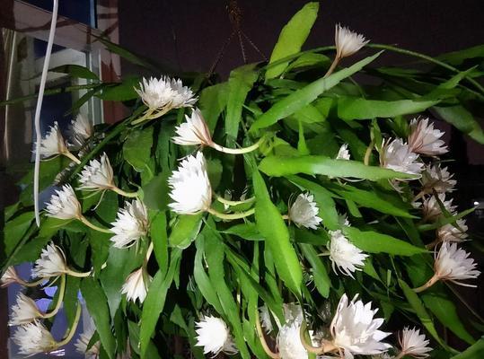 昙花养殖的正确方法和注意事项是什么？