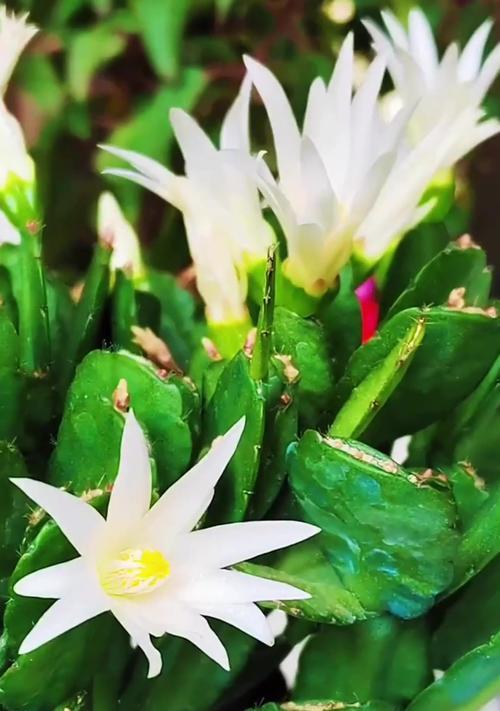 昙花养殖的正确方法和注意事项是什么？