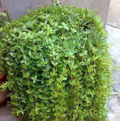 垂盆草盆栽技巧有哪些？如何让垂盆草长得更茂盛？