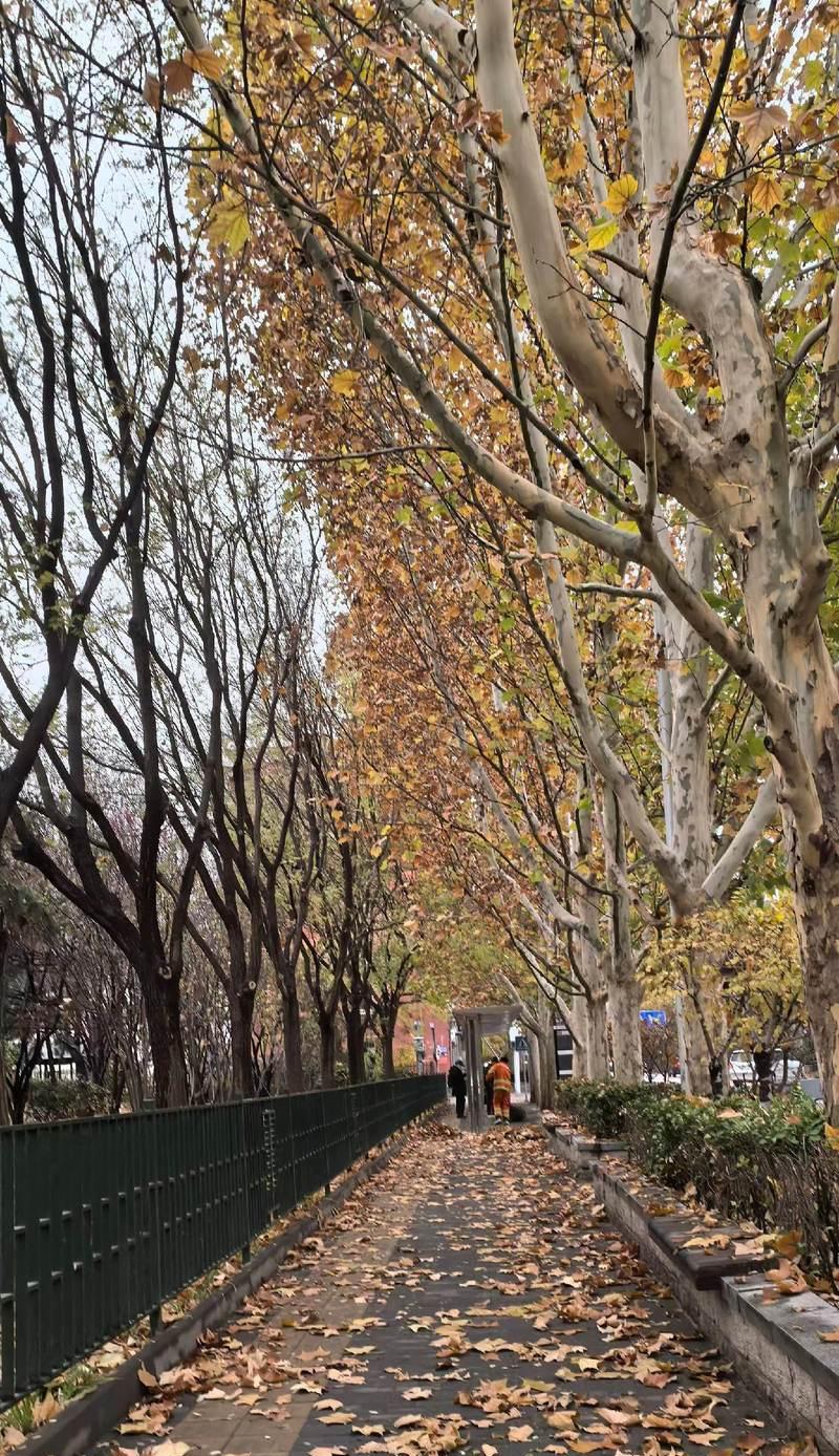 梧桐树繁殖技巧有哪些？怎样快速繁殖梧桐？