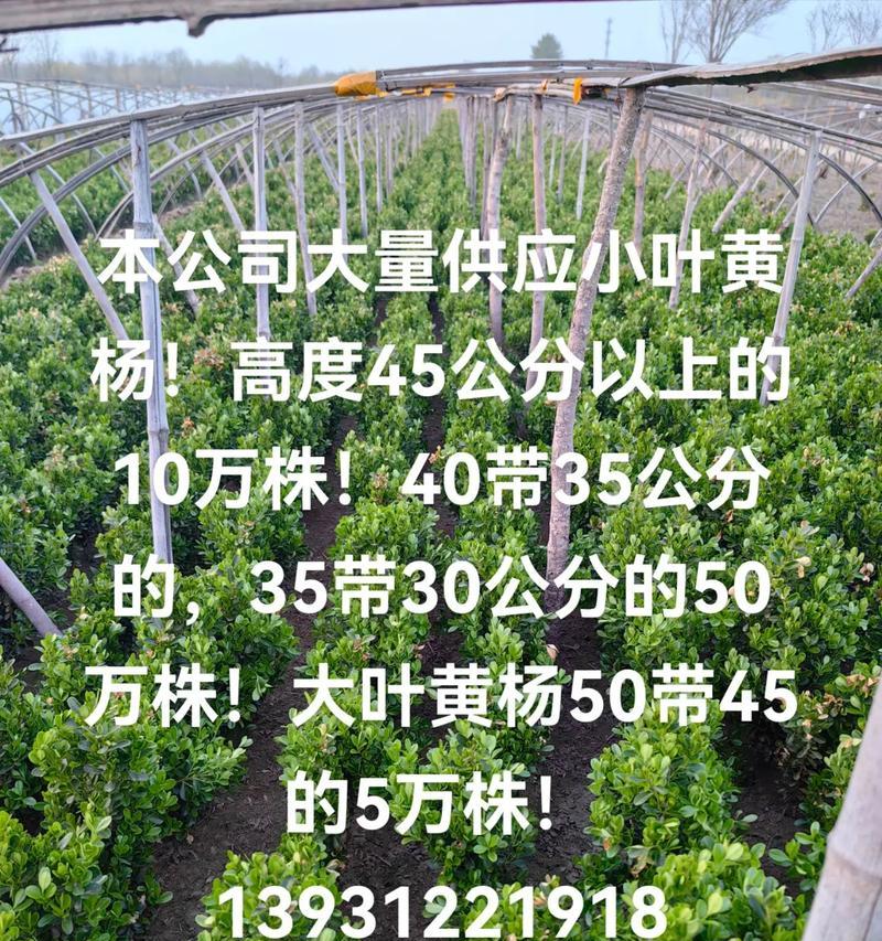野生黄杨品种有哪些？如何识别和利用野生黄杨？
