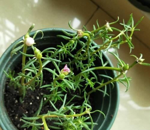 松叶牡丹的种植技巧有哪些？