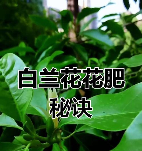 白兰花的养护方法有哪些？