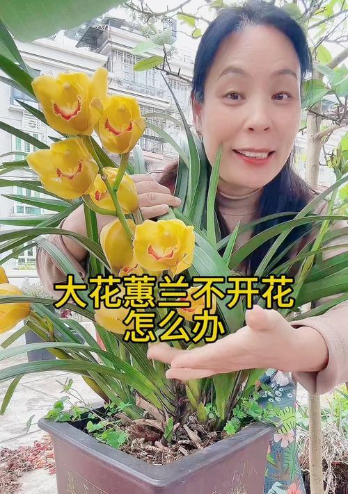 大花蕙兰的养殖要点是什么？怎样才能养出健康的大花蕙兰？