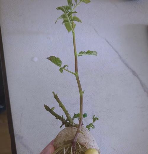 芋叶的浇水方法有哪些？