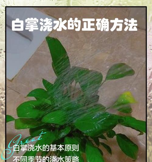 芋叶的浇水方法有哪些？