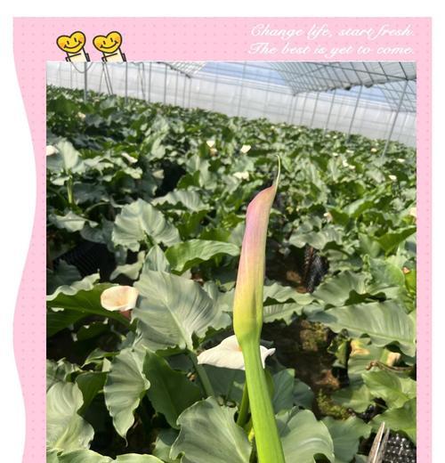 马蹄莲盆栽的养殖技巧和注意事项是什么？