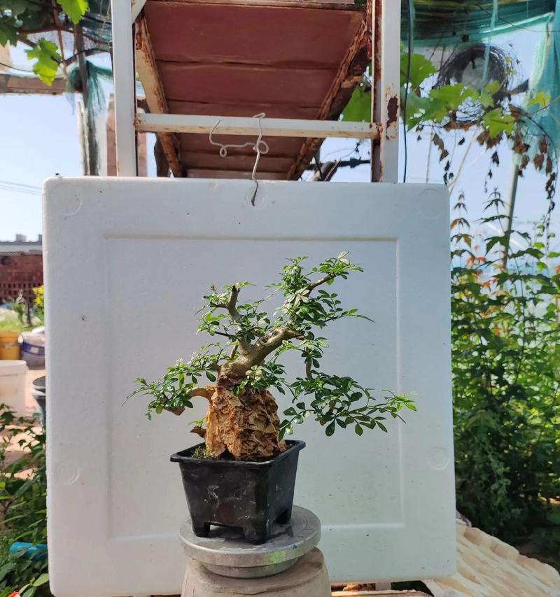 石头盆景制作方法有哪些？