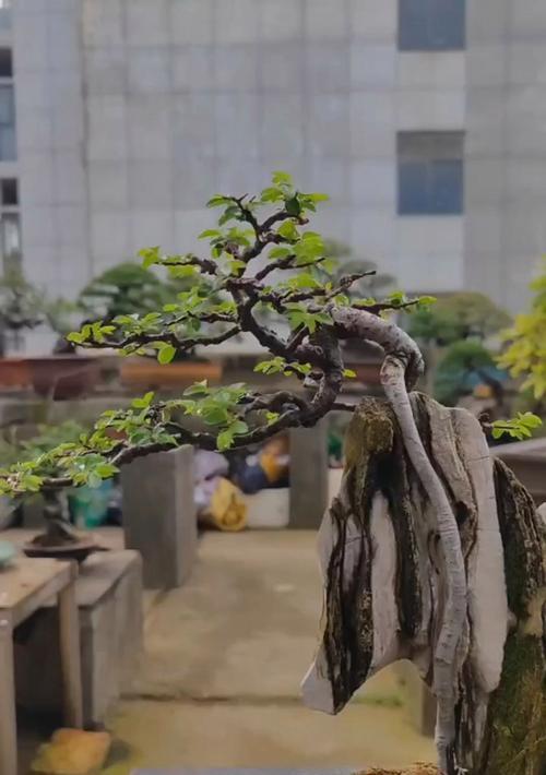 石头盆景制作方法有哪些？