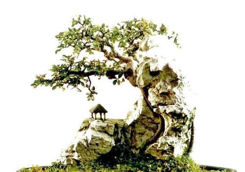 石头盆景制作方法有哪些？