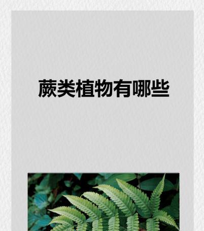 蕨类是什么植物？它们的生长环境有何特点？