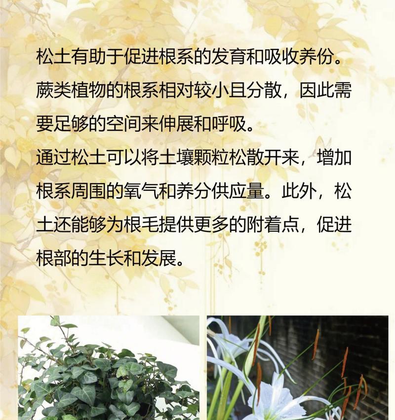 蕨类是什么植物？它们的生长环境有何特点？