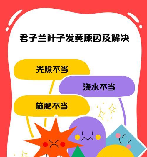 君子兰叶子受伤的原因及处理方法是什么？