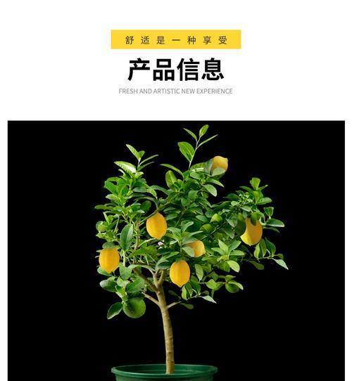 柠檬树种植的要点和管理技巧是什么？
