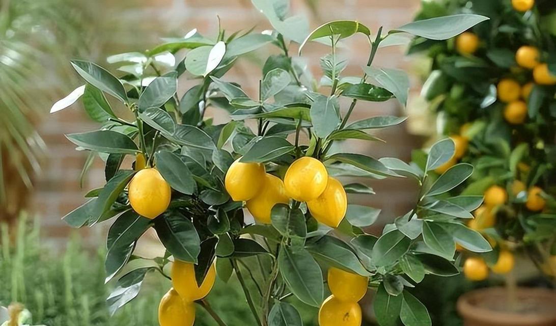 柠檬树种植的要点和管理技巧是什么？