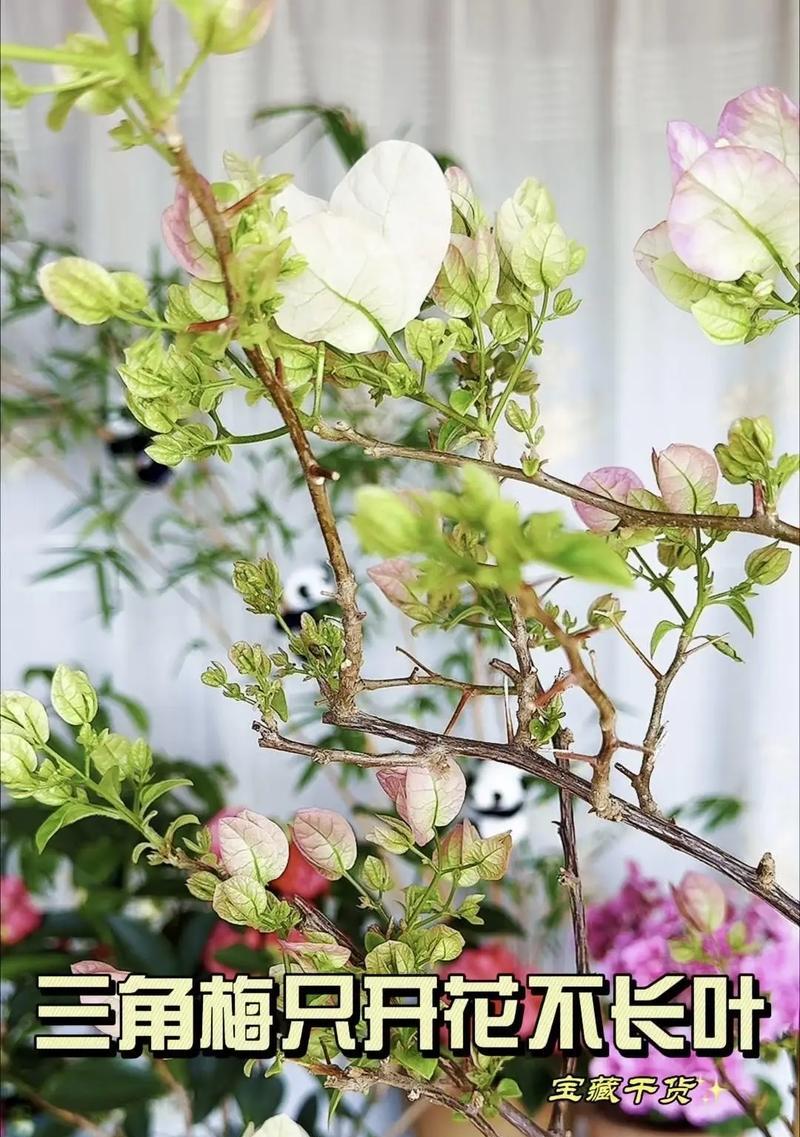 三角梅只长叶子不开花的原因是什么？