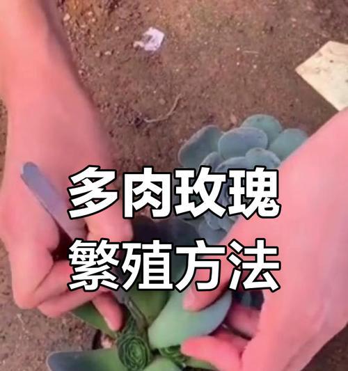 玫瑰花枝的养护方法和繁殖技巧是什么？