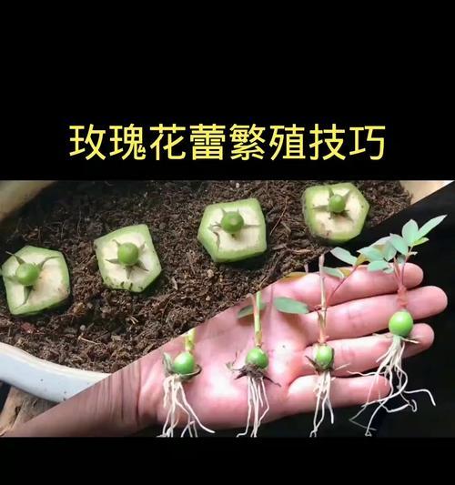 玫瑰花枝的养护方法和繁殖技巧是什么？