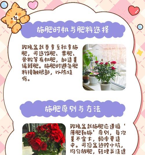 玫瑰花枝的养护方法和繁殖技巧是什么？