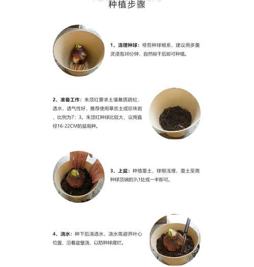朱顶红授粉的正确步骤是什么？