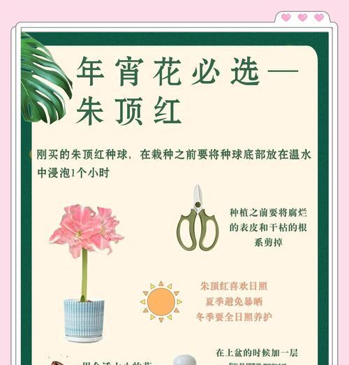 朱顶红授粉的正确步骤是什么？