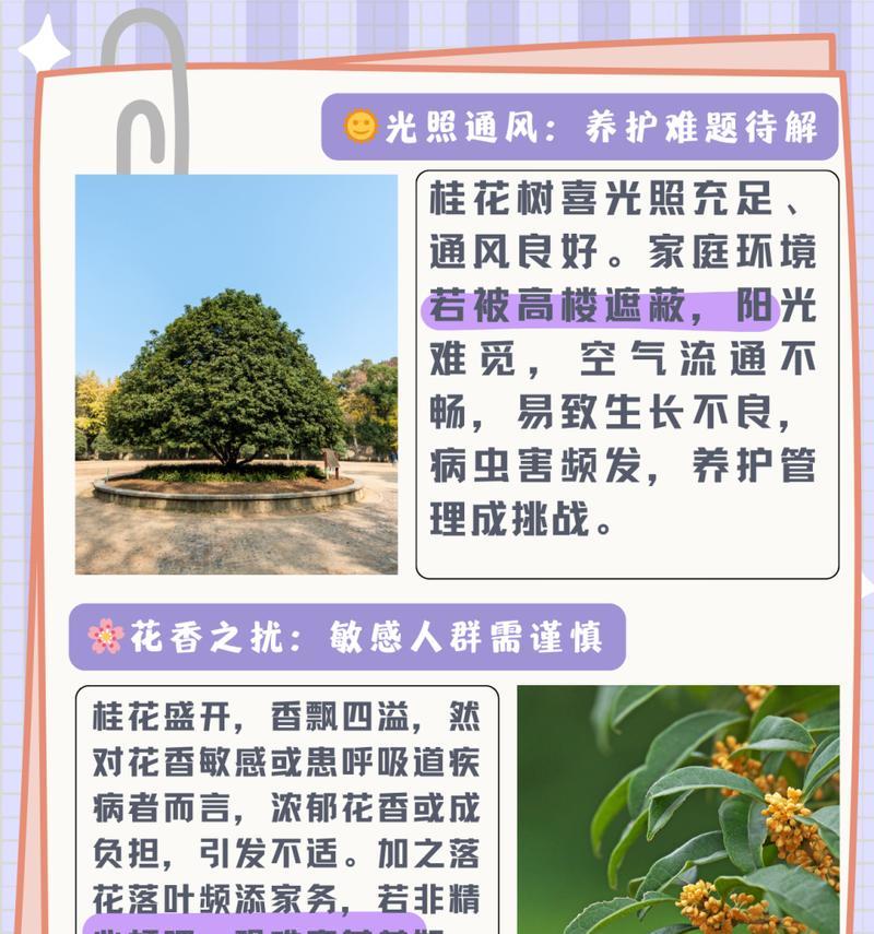 桂花的养护技巧和常见问题是什么？