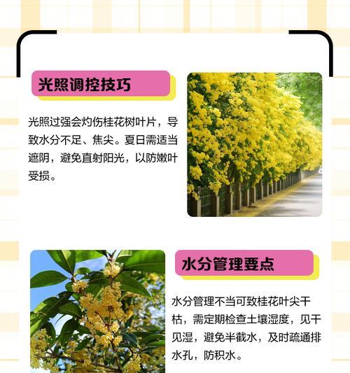 桂花的养护技巧和常见问题是什么？